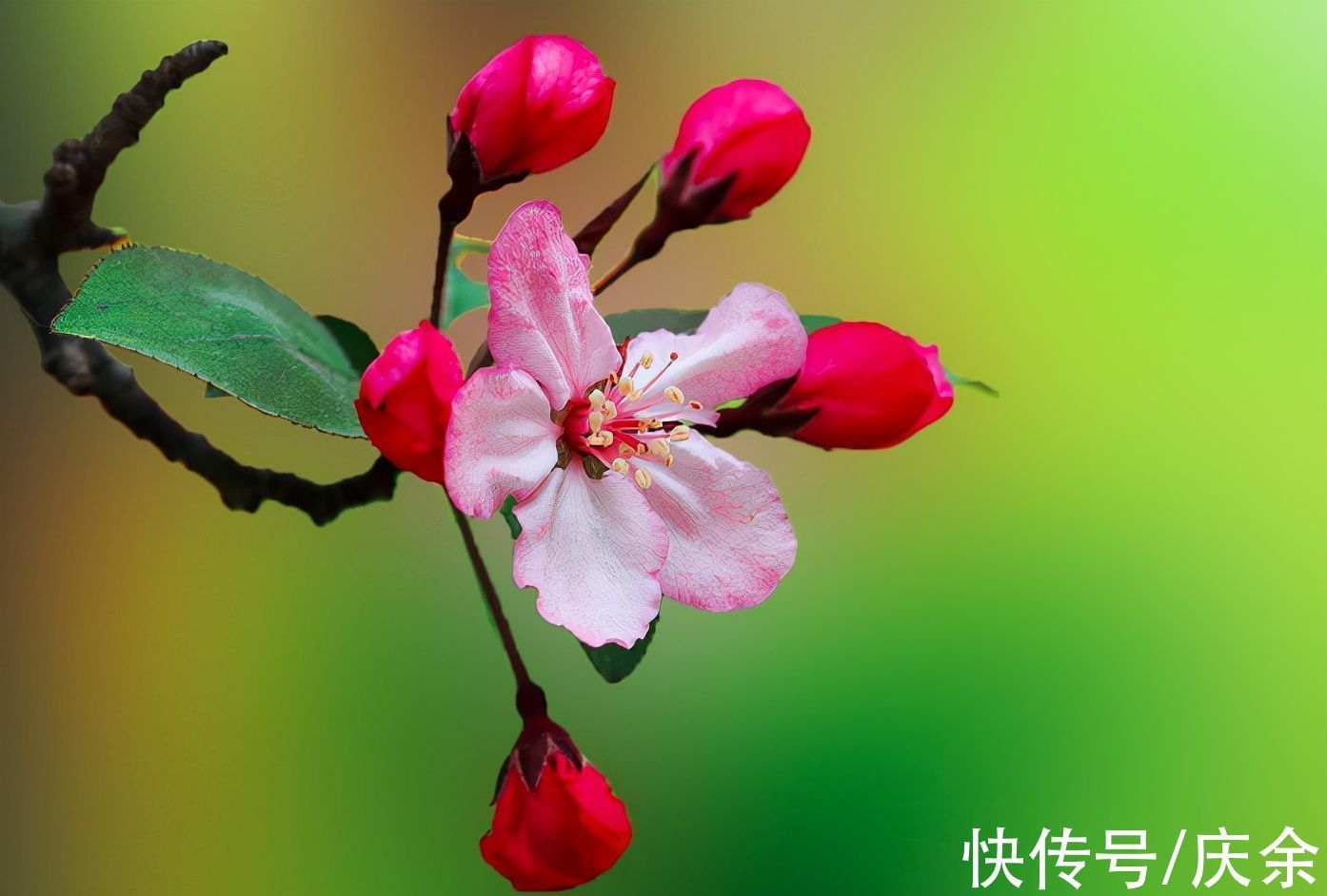 题西林壁$戴复古很有哲理的一首诗,蕴含人生大智慧,读后受益匪浅