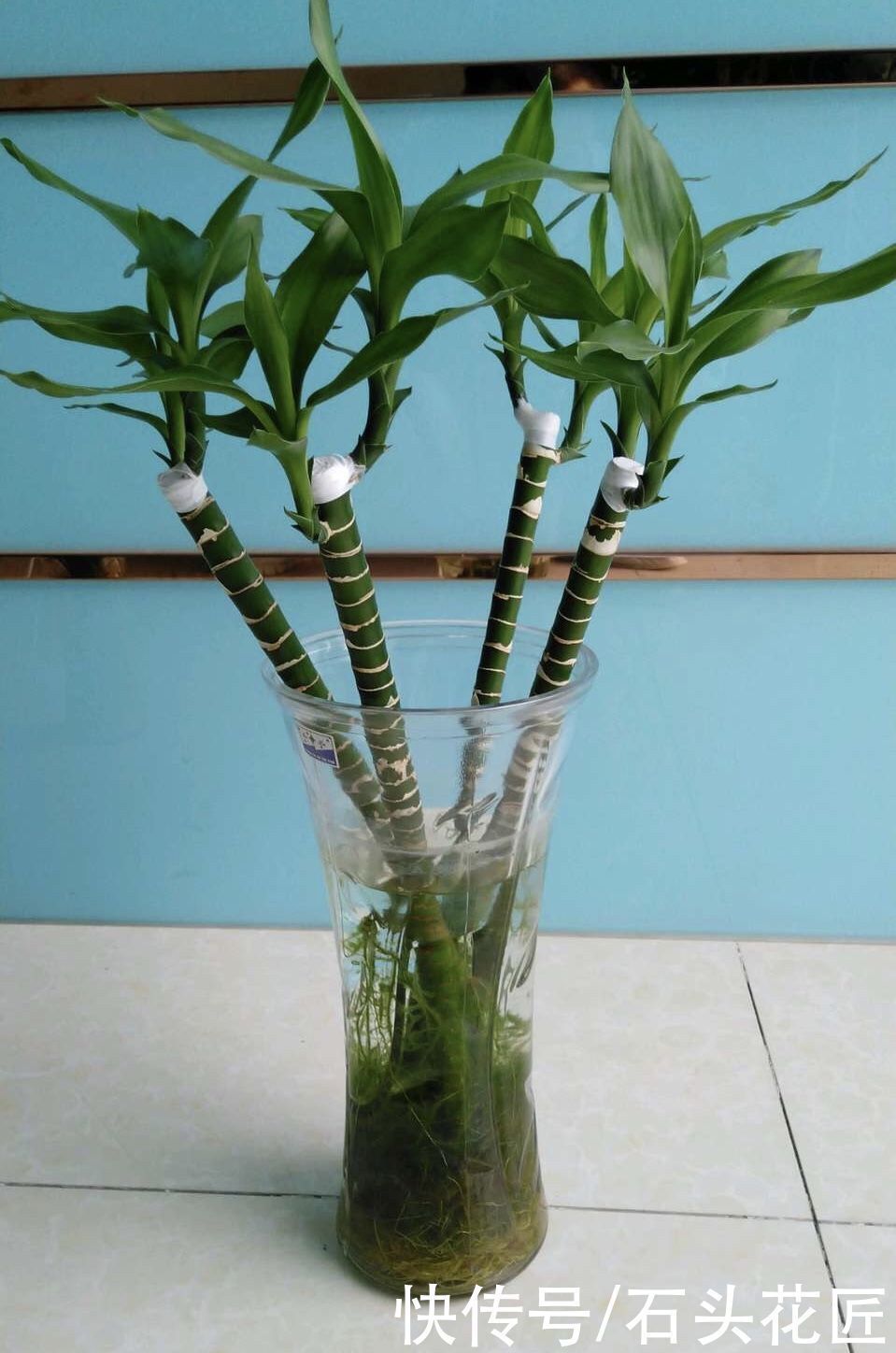 富贵竹|家里有5种花，春天记得“打头”修剪1下，这样才能长“饱满”