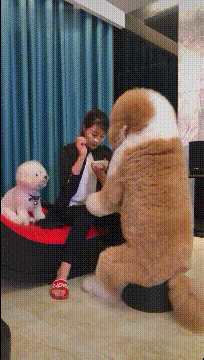 |搞笑GIF趣图：养了三年的狗子，但看这眼神，我知道该吃狗肉了