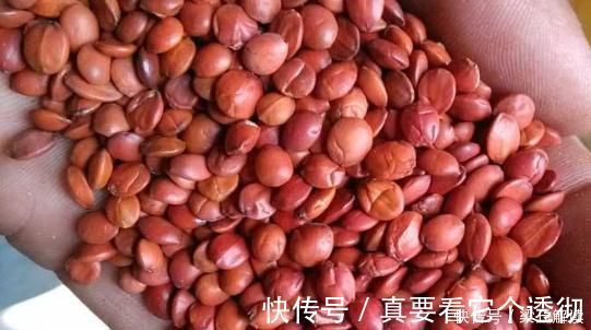 失眠|夜晚失眠睡不着，记住4味小药，家家户户有，简单又有效