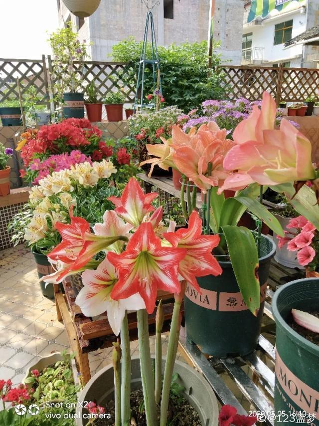 朱顶红美起来，就没其他花什么事儿，27个品种一个赛一个的美