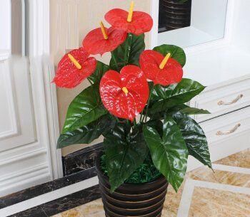 5种漂亮花，现在养一盆正当时，好养又好看，过年开成小花园