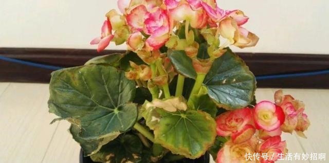 10种花,春天不能晒,躲屋里最安全!10种花,春天不能晒,躲屋里最安全!