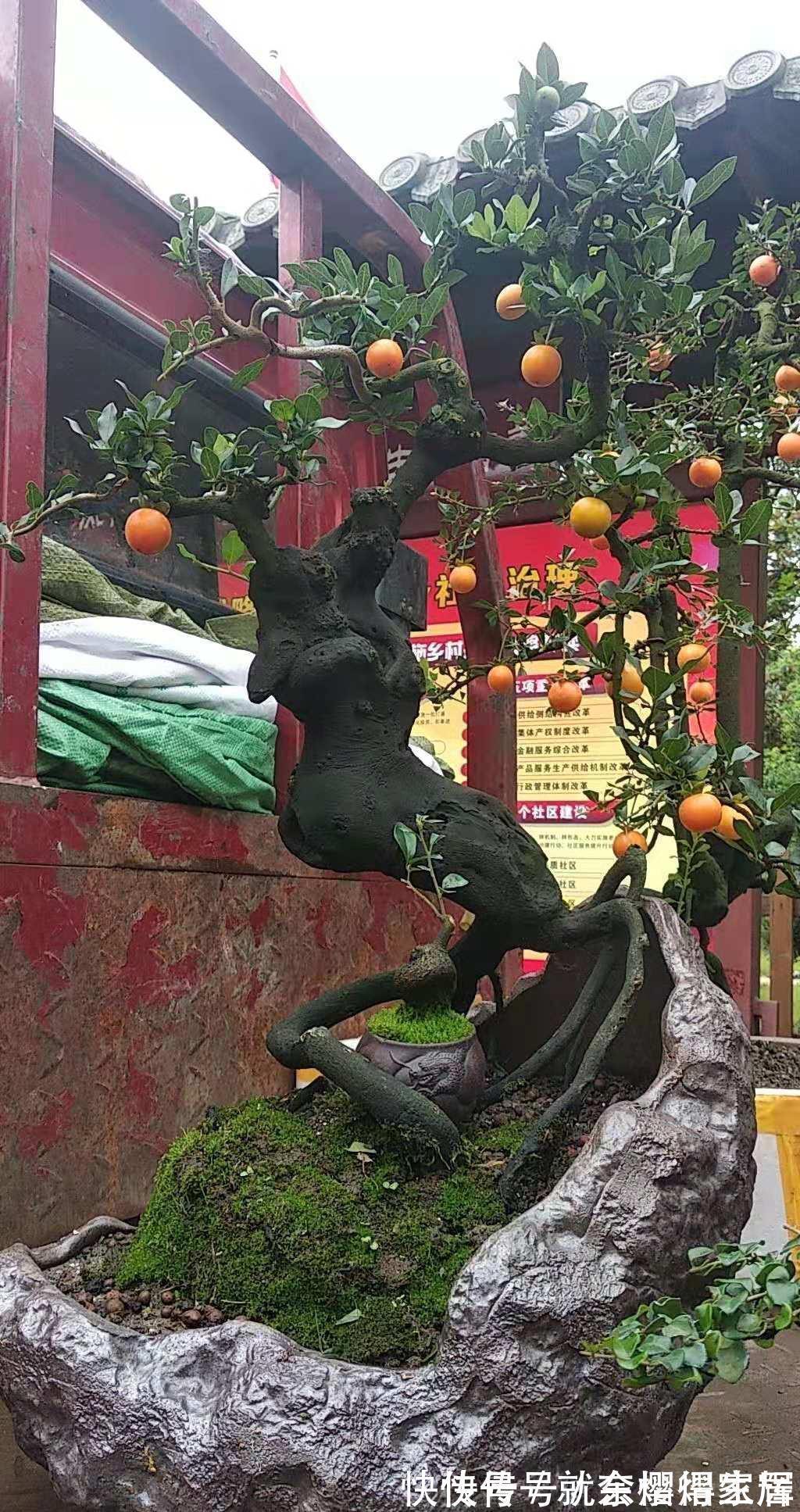 盆栽|有些树比玉树马齿苋更有价值，养成老桩能卖上万元