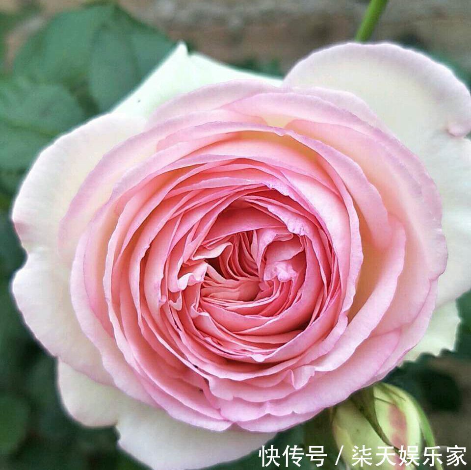 阳台上|月季花怎么养才会枝壮花多长势旺农艺师分享要注意的5个方面