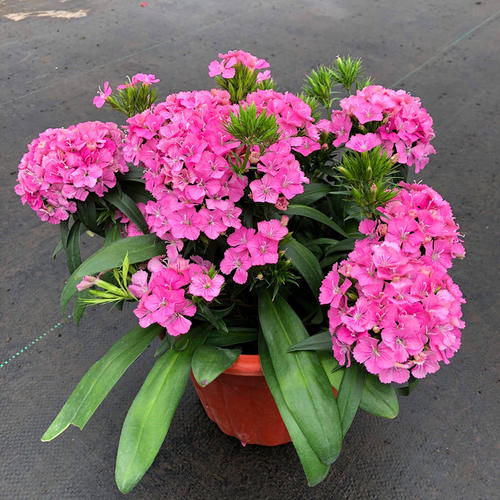 绣球石竹花，优秀的观赏绿植，盆栽地栽皆适宜，南方北方都能种！
