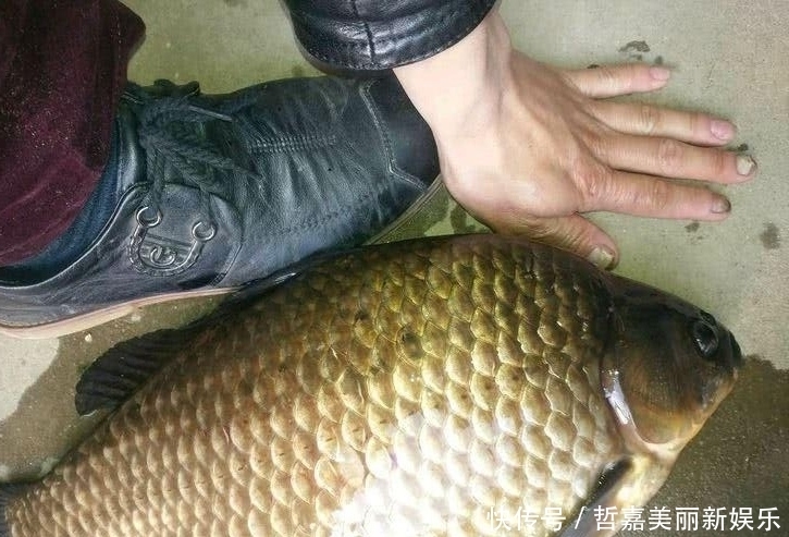 春季野钓大鲫鱼攻略大全,不吹牛,咬钩的都是大板鲫