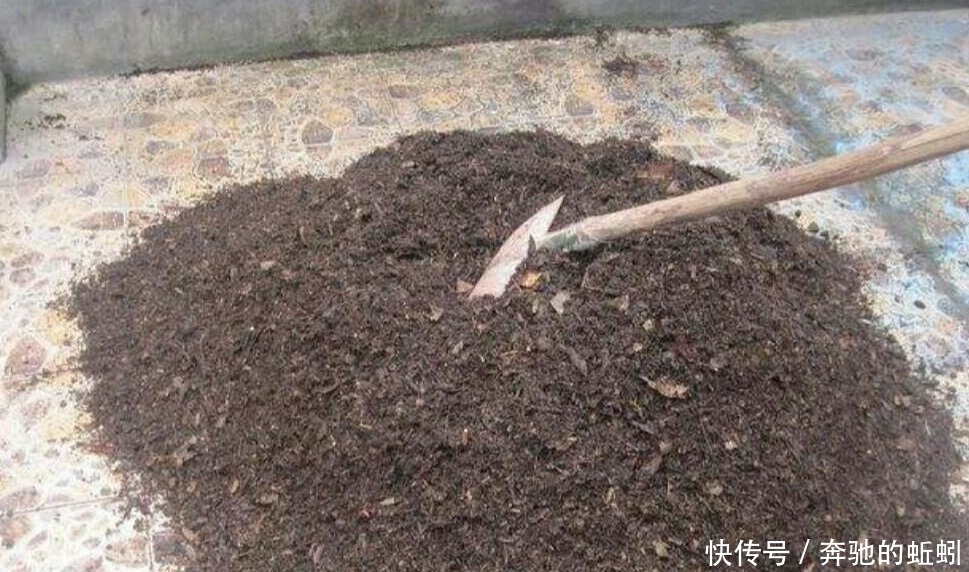 花草|捡来松针土、腐叶土,别急着用作养花,先这么处理才好