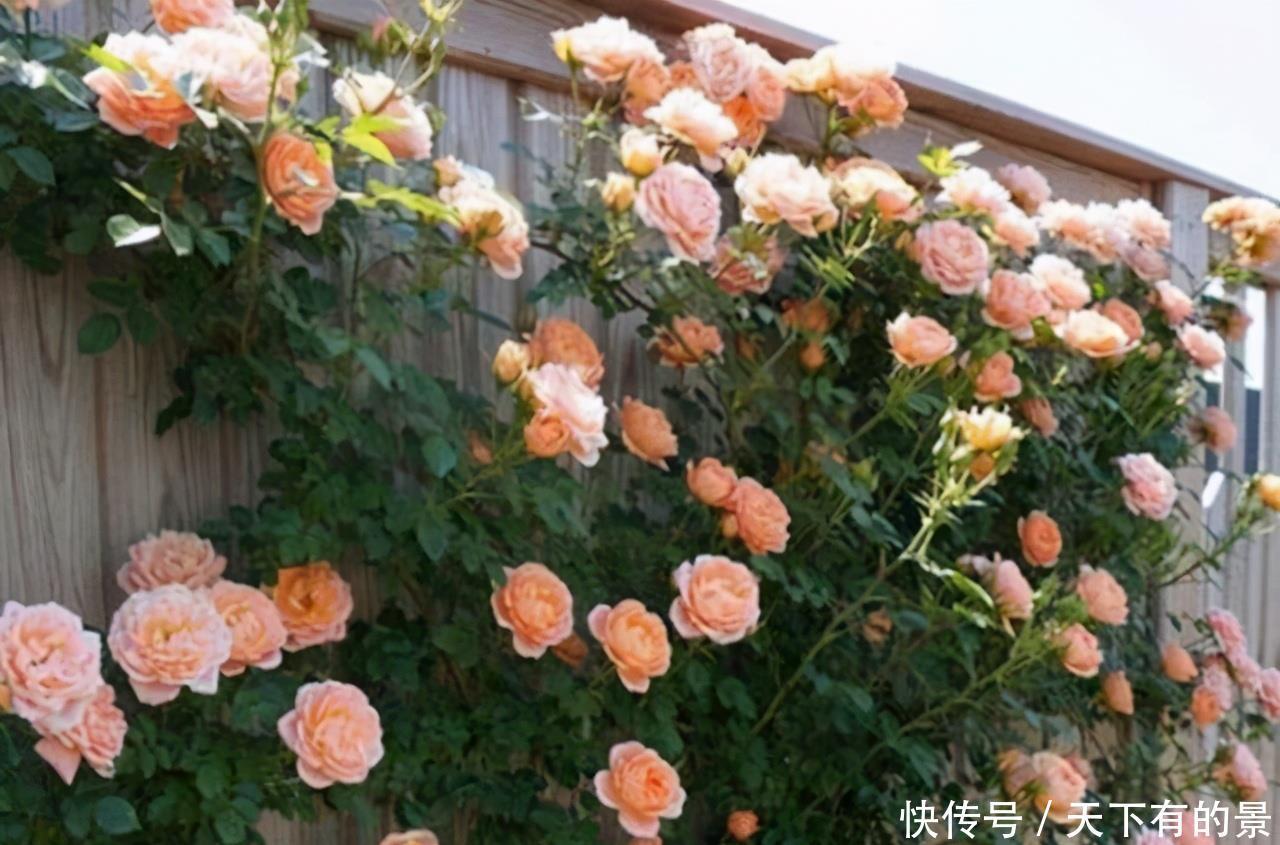 笋芽|月季花墙,小苗快速成型的“窍门”,一年满枝芽,爆出一墙花
