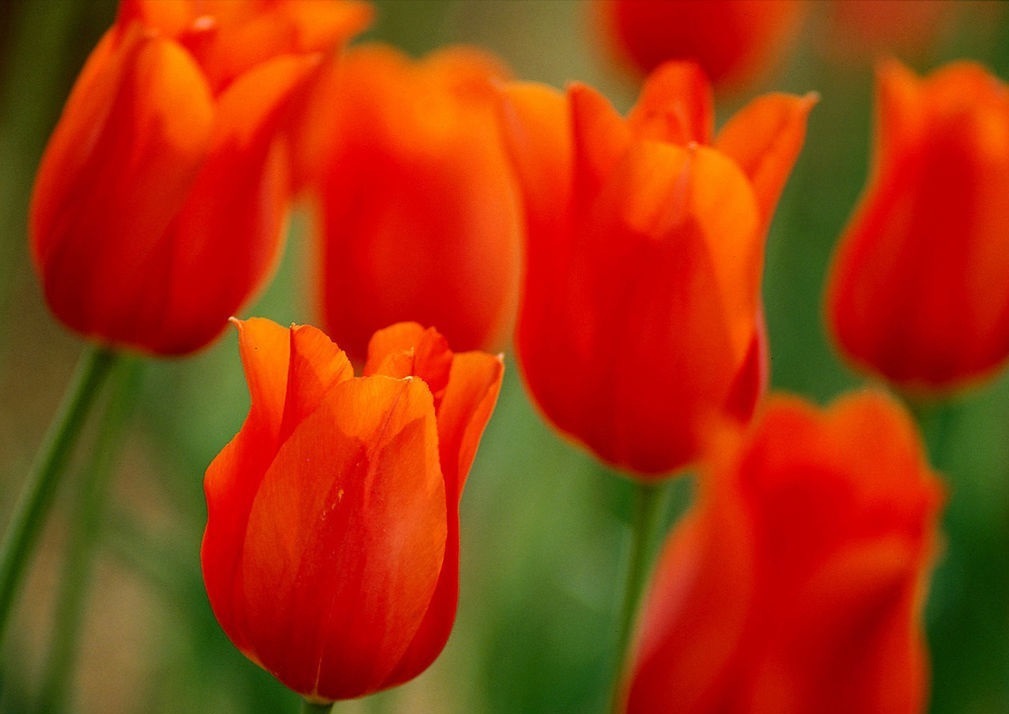 花姿|此花有着丰富的花色,有着优雅的花姿,代表的是高贵和善良