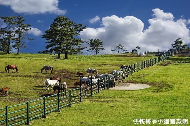 中年|中国大妈去韩国旅游，想买30斤泡菜回国，却被导游极力阻止