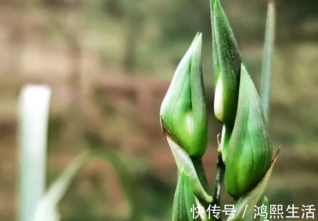 一个错|夏天太热，养兰花如果犯一个错，可能导致难孕蕾、不开花