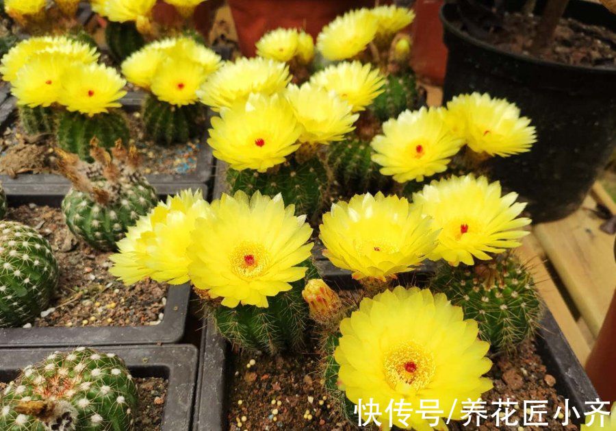 仙人球|什么样的花最好养？选择这4种，新手也能养好，很容易泛滥