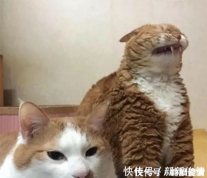 插画作品$插画家画了几只猫,被网友吐槽瞎画,放上原照后,人们直接无语