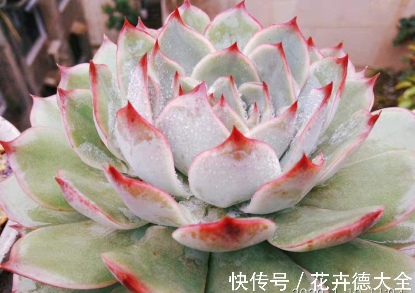 在找有颜值又好养,还容易养成捧花状的多肉?那就是粉色提示了!