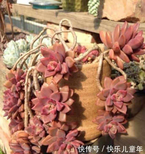 喜欢老桩多肉就养这3盆,皮实好养长势旺,养2年长成群生小老桩