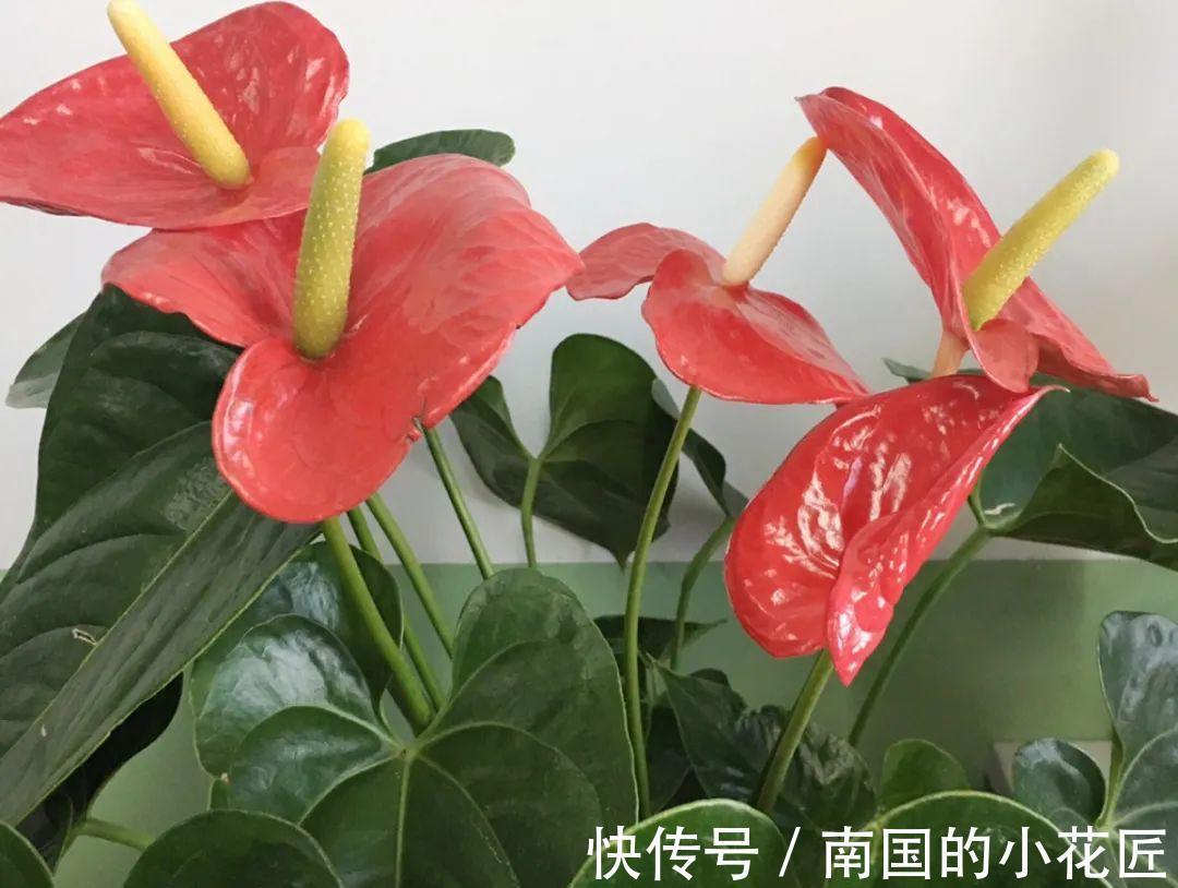 叶片|夏天怕晒的花,赶紧搬到阴凉地儿,再晒成枯杆了