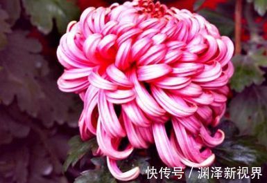 名菊|喜欢菊花,不如养盆优良名菊“红强大”,国色天香,沁人心脾