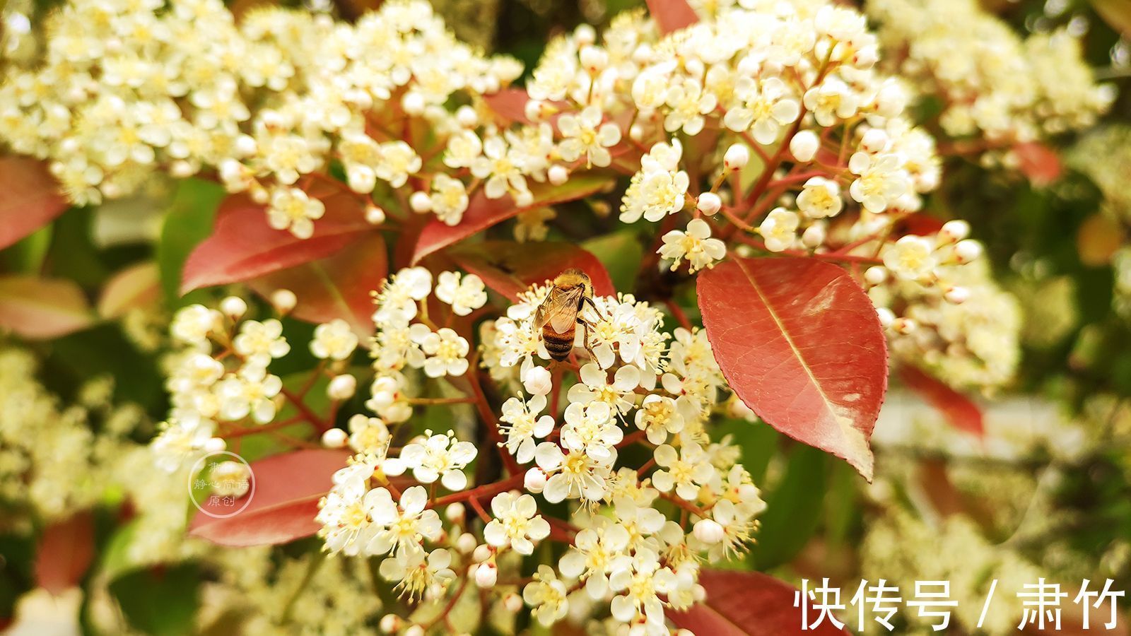 一滴眼泪$落日的色彩,温暖如你向阳的胸怀