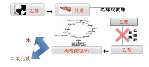 “酒后吃头孢”和“吃头孢后饮酒”结局大不同！别拿生命开玩笑！