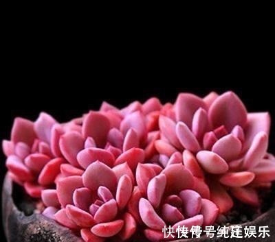 喜欢养多肉就挑漂亮的养,12款迷人的紫色多肉,好看还好养