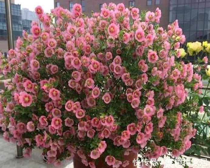 4种花很耐养,沾土就能活,百花齐放,鲜艳无比,开成百花园!