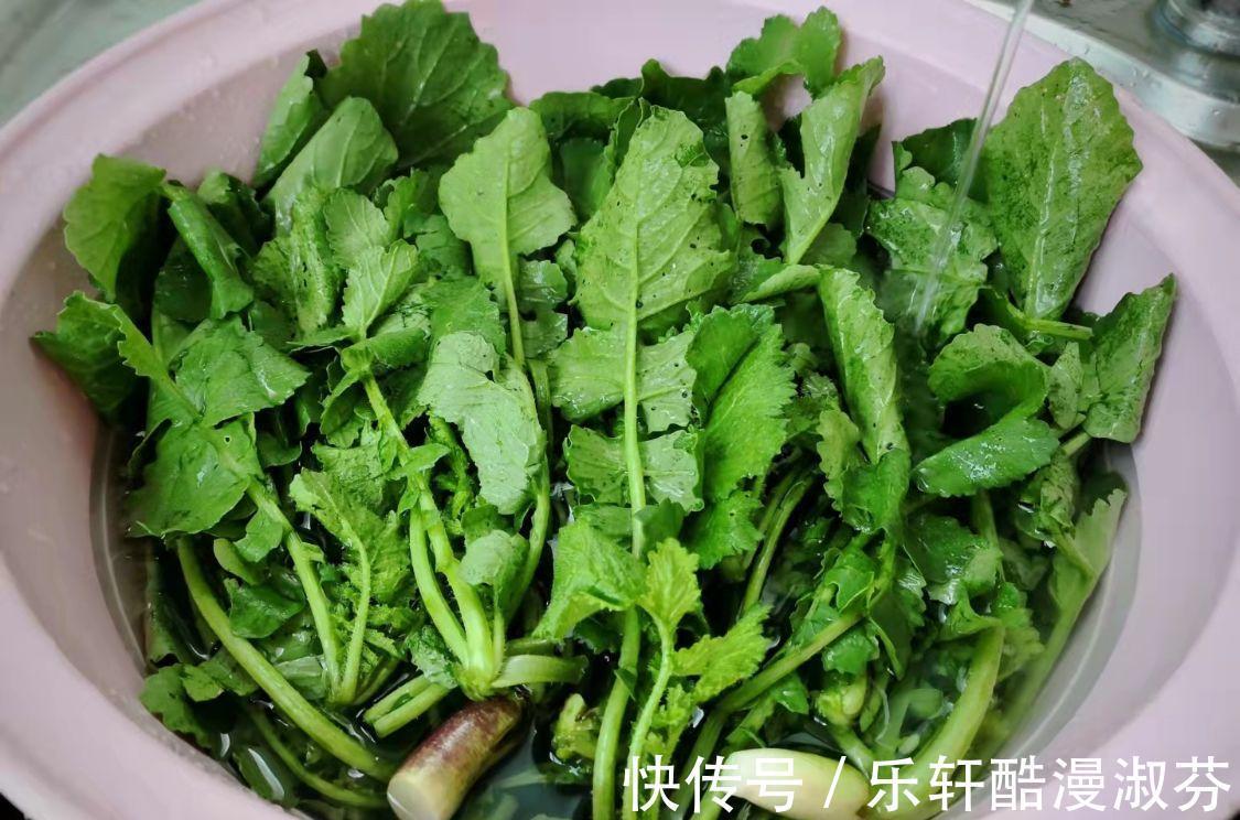 鲜嫩|蔬菜中的“人参”，叶子营养极高，9月正鲜嫩，鲜嫩翠绿特下饭！