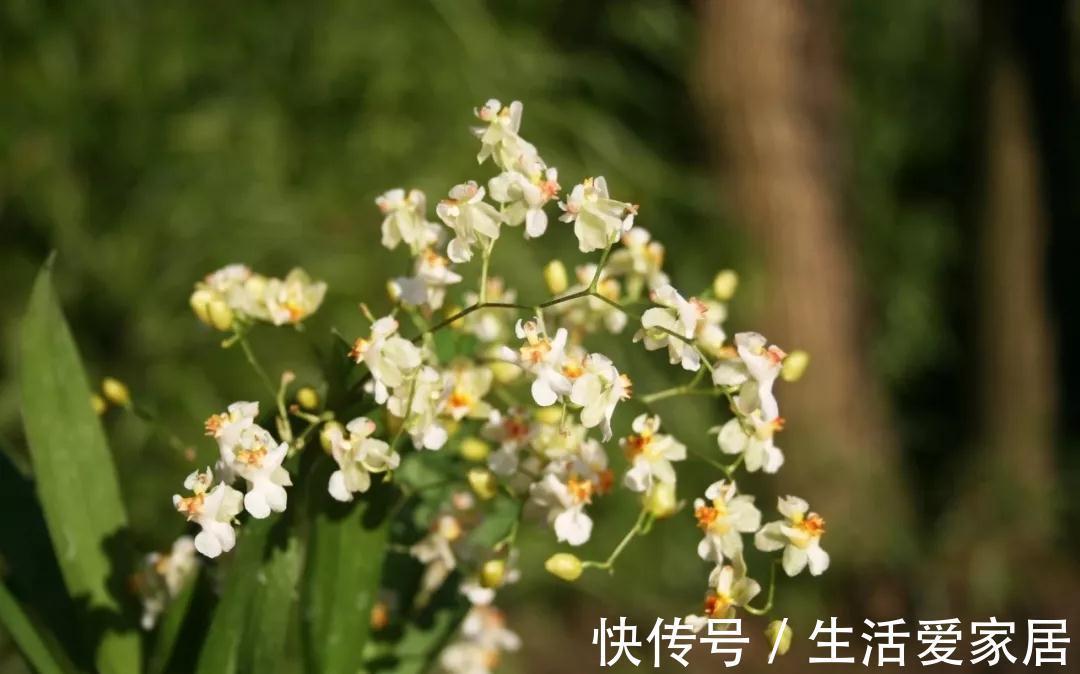 秋冬季|秋冬季买到的2种花,千万要注意,不然家里别想养好它们