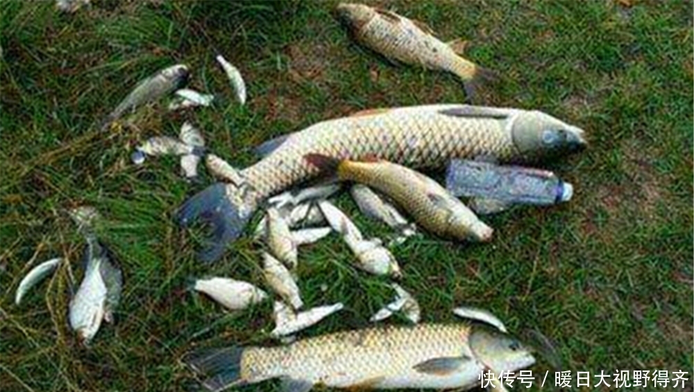 鱼窝|夏季野钓,钓位选择的4个类型,出大鱼的好钓位,基本都在这里!