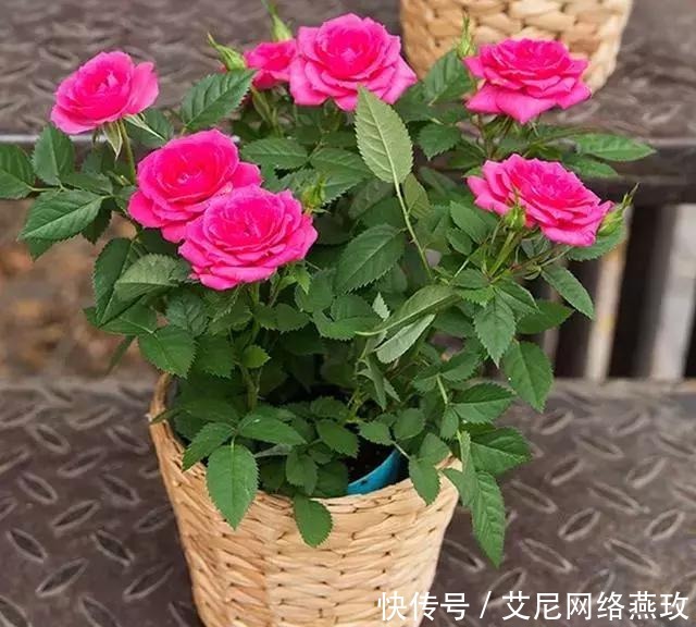 想让月季轻松爆盆?千万不要小瞧了它!花开满盆,叶子绿的流油!