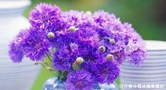 管理|这6种“皮实”的花草,好养又省心,不用费心管理,也能旺盛生长!