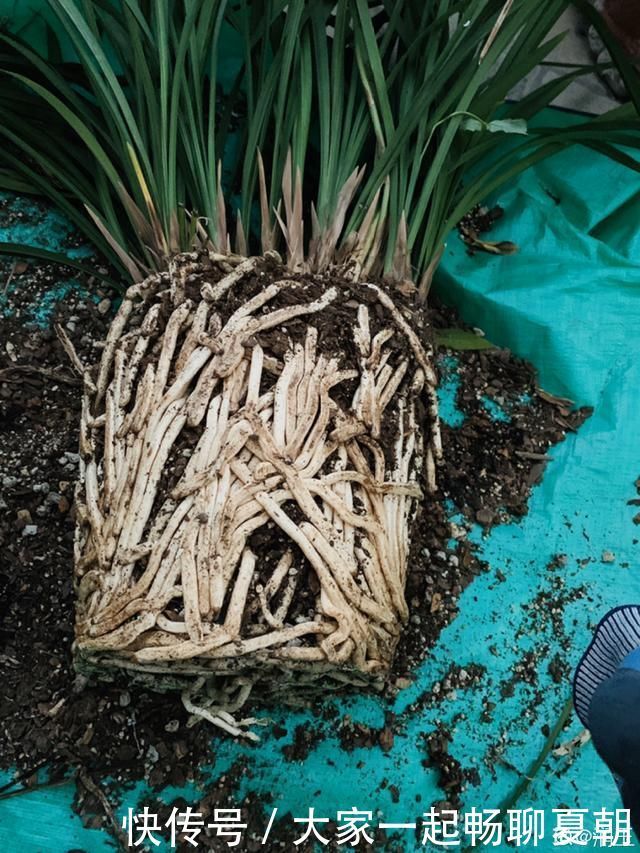 3种花不用扦插，掰下来就能活，1盆变10盆，懒人也能养