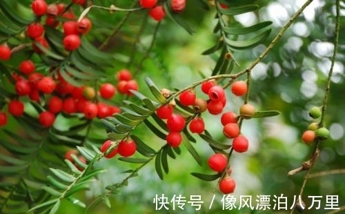 红豆杉|女人常吃此果对身体好,能治月经不调、治失眠,谁吃谁捡到宝!