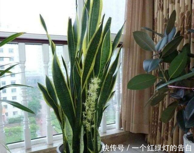 室内养6种植物,能净化空气环境,点缀家居、有益健康!