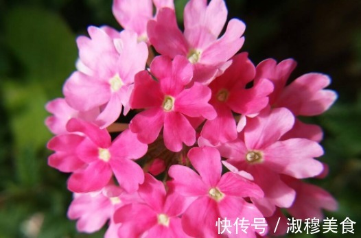 这款植物全年开花,花色艳丽花量大,比牡丹还好养,花开枝繁叶茂