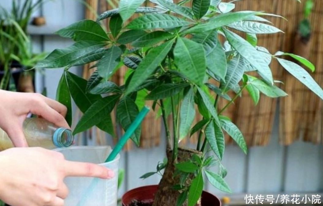 枝繁叶茂|发财树不用施肥，经常浇点“营养水”，照样长得枝繁叶茂