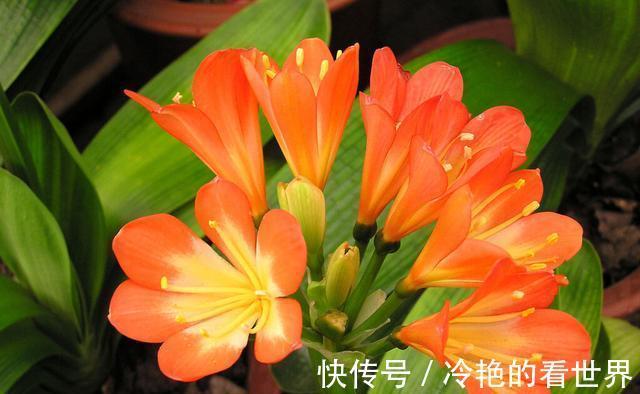 光照|君子兰在七八月要静养，这几件事做好，安全度夏