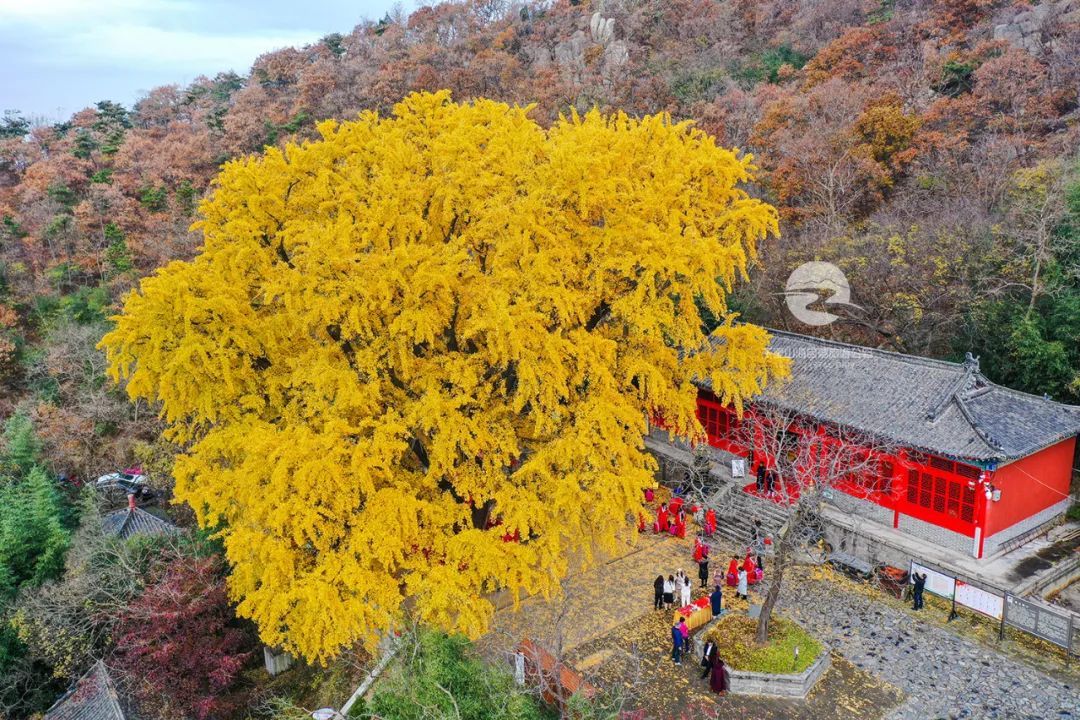 古刹|这一美，足足美了1000年！