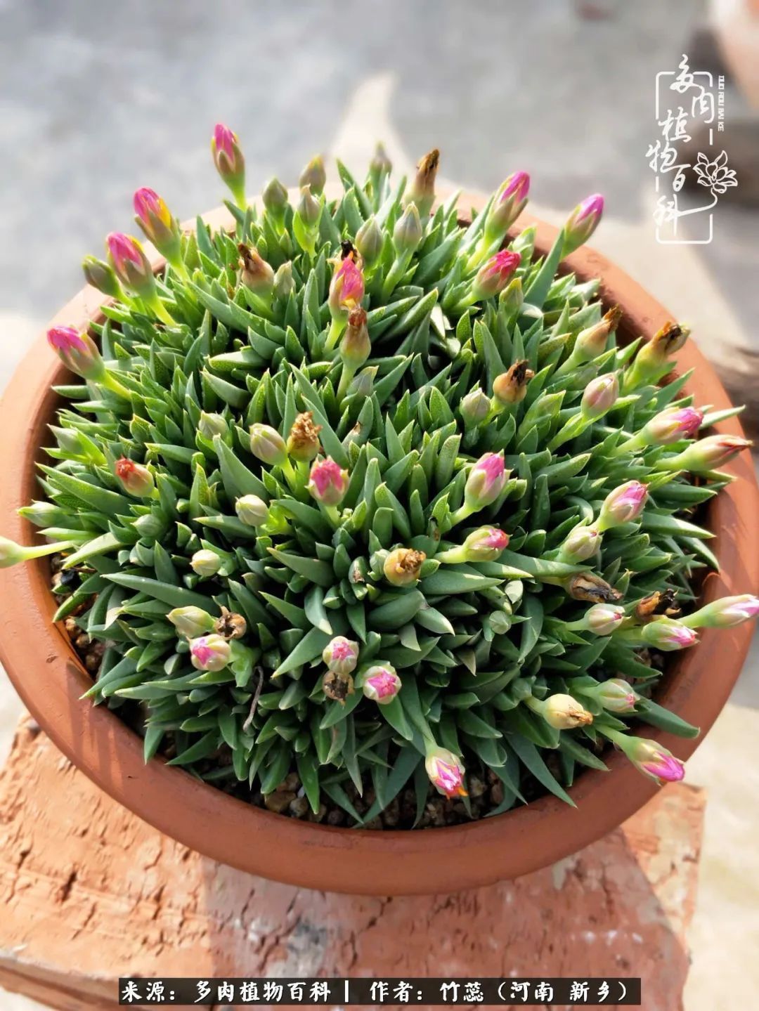 养多肉三周年有感养这么多多肉到底有啥用！