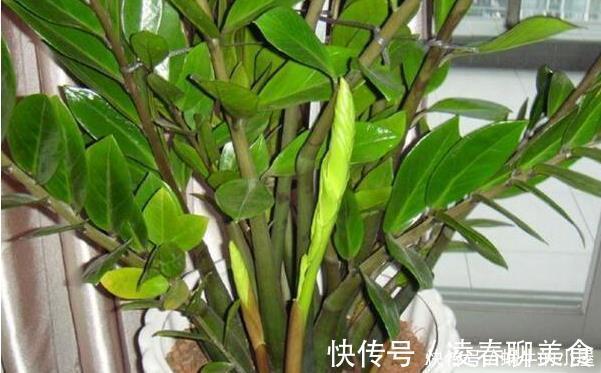 生长期|秋天养此3种花，只需要浇点水，越来越旺，长疯了！