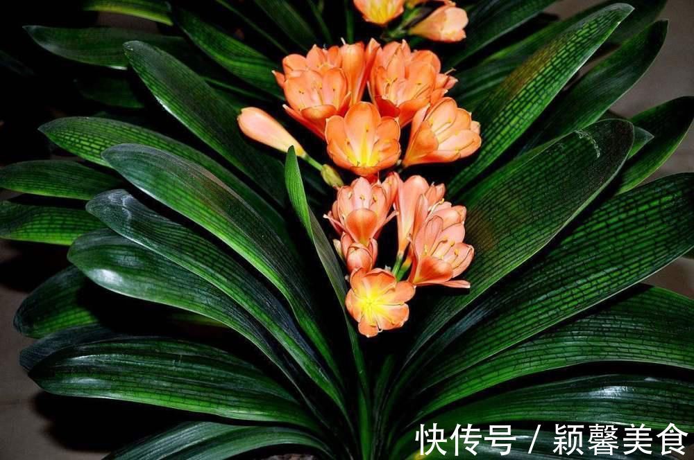 君子兰、蟹爪兰钟爱的这种水,冬天来一杯,花苞爆增