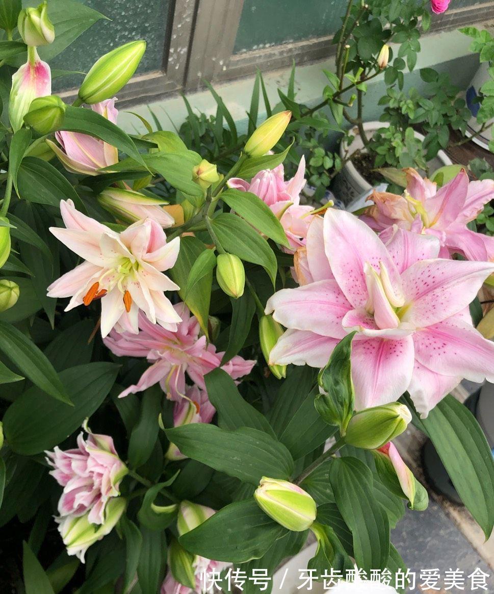 芦荟|6种“女人花”能吃又好闻,采花泡茶养容颜,女人养花,花养美女