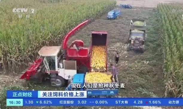 饲料价格为何持续上涨 玉米每吨上涨400元