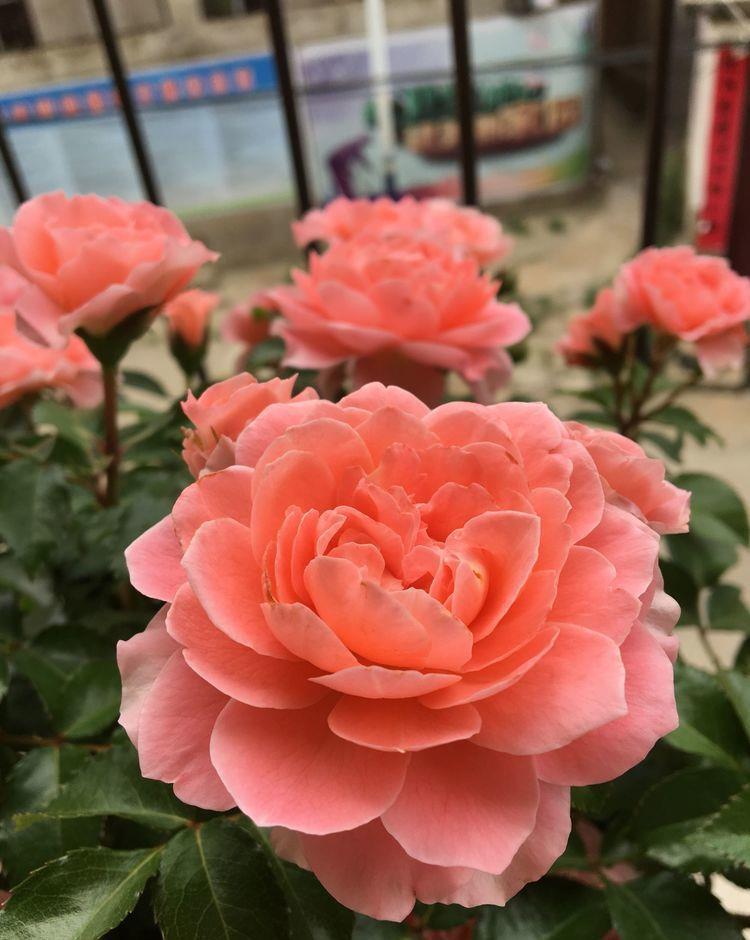 花色|最适合新手养的4种花,名字好听花更美,越养越上瘾,你养了吗?