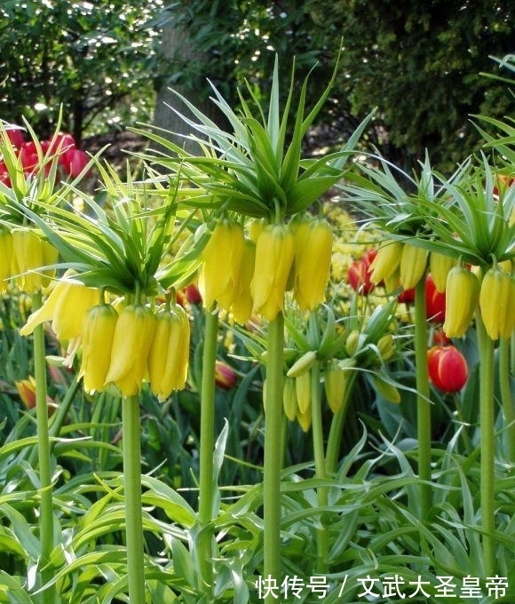 盘点世界上那些奇花异草,能认识3种就算是见多识广了!(一)