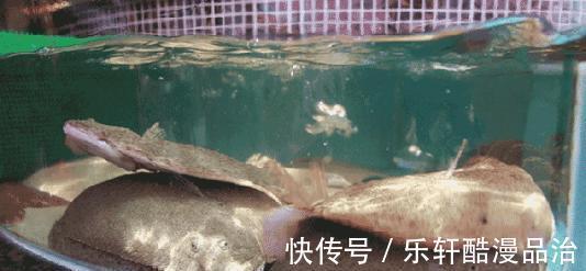 鱼类|多宝鱼清蒸有点腥，怎么做才能去腥、更加美味呢