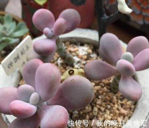 为什么你的多肉桃蛋总也养不圆,原来还有这些你忽略掉的原因