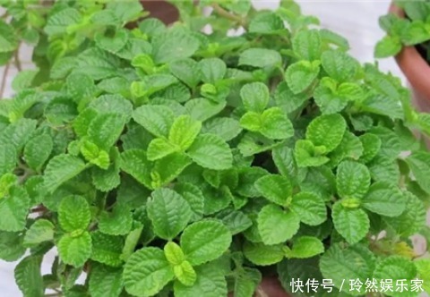 有害物质|此花是二手烟克星,家里有烟民的养一盆,呼吸更安心