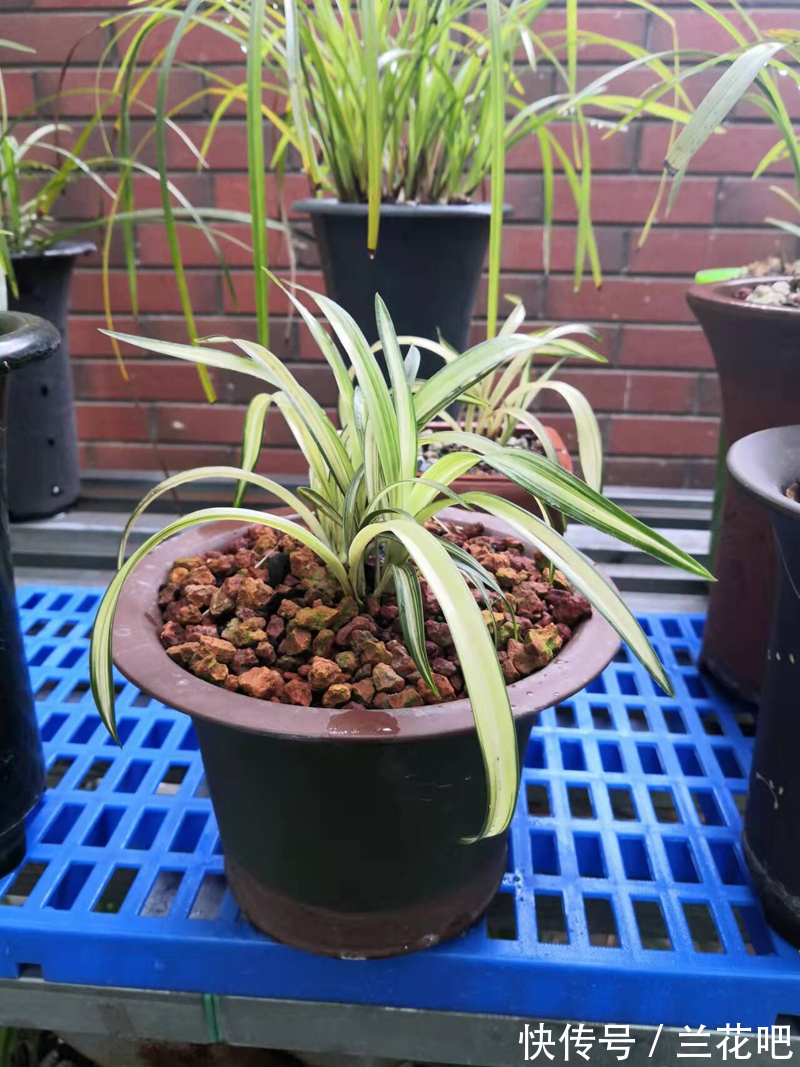 我找到了兰花植料的感觉,不同情况,不同的配方