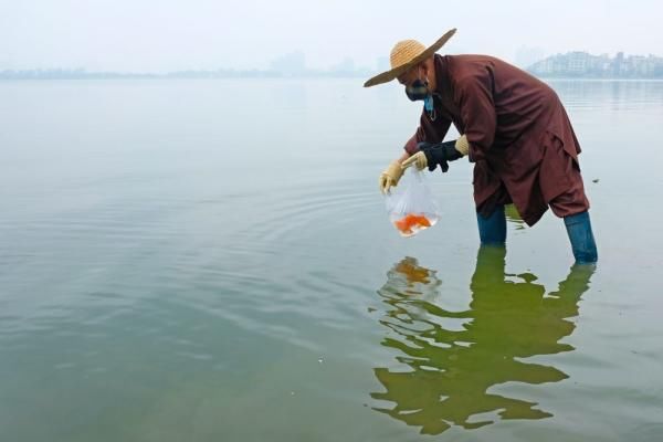 中年|这个年夜饭吃粽子的国家,居然还有人属猫?